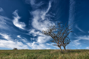 tree in the field ad blue sky