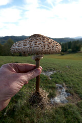 Mushroom in the grass.