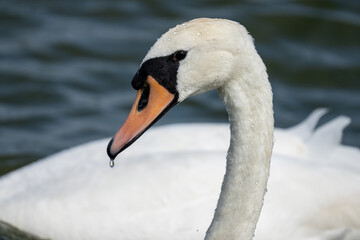 Close up of a white swan bird in England
