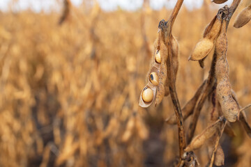 mature soybean pods on the agricultural field ready to harvest