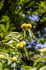 chestnuts on the tree branch in early autumn