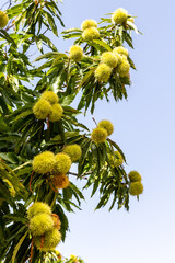 chestnuts on the tree branch in early autumn