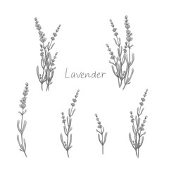 Lavender flowers France provence in pencil style. Beautiful flowers for vintage work and decoration.
