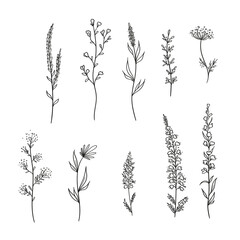 Lavender flowers, grass, leaves, plants, wild flowers .Clipart for fabric postcards for wedding decoration
