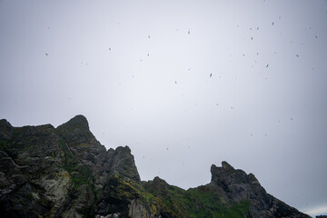 Gannets flying above Boreray Sea Stacks at St Kilda Scotland west of the Outer Hebrides