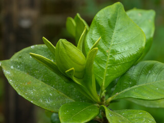 leaf with water drops
