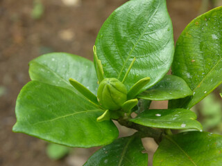 basil leaves