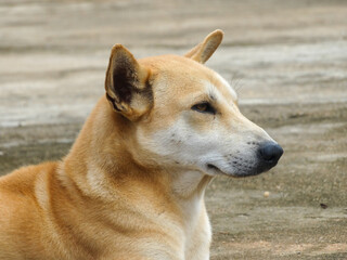portrait of a dog