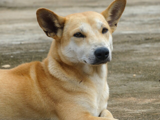 portrait of a dog