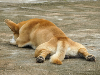 sleeping lion cub