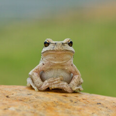 Pacific Tree Frog, a.k.a. Chorus Frog, sitting on a stone looking right at the viewer