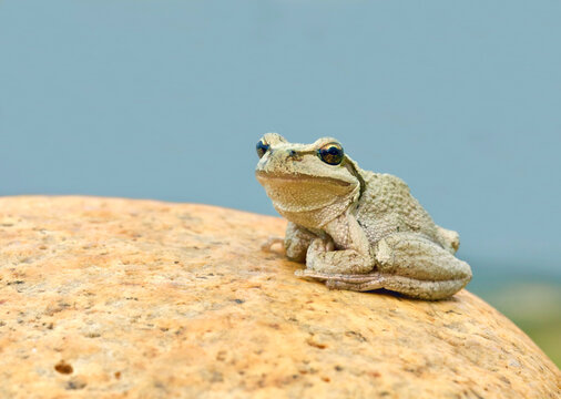 Pacific Tree Frog, a.k.a. Chorus Frog, perched on a stone in a creek bed with stormy slate blue sky in background
