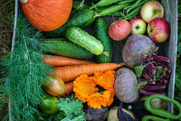 fresh organic vegeatables in the box