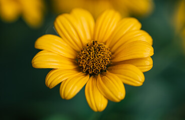 Flower of yellow chamomile growing in the garden, macro shot.