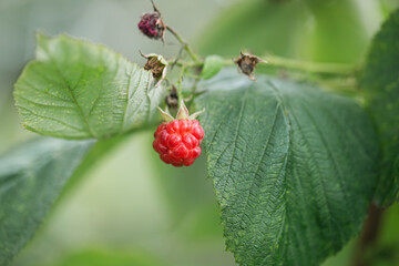 Raspberry on a bush close-up, macro shot on a blurred background.