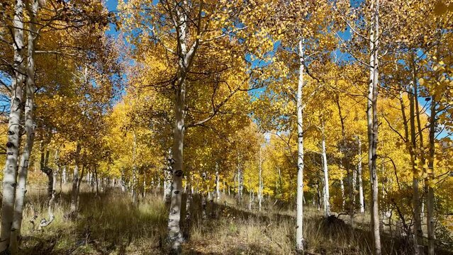 Aerial autumn mountain aspen low fly POV. Beautiful season Autumn fall colors mountain canyon valley and trails. Travel destination. Exploring natural landscape before winter.