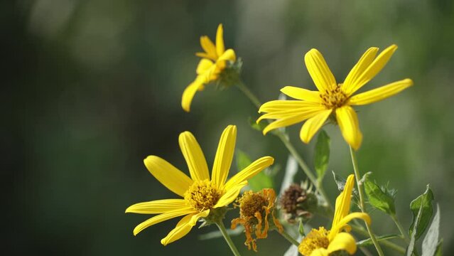 beautiful yellow flower 