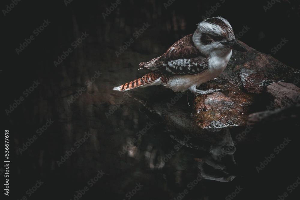 Sticker Closeup of a night bird kookaburra perching on a stone in a pond