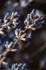Dried lavender flowers, macro shot, blurred background.
