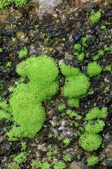  Moss 4