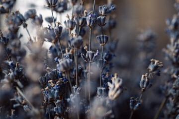Dried lavender flowers, macro shot, blurred background.