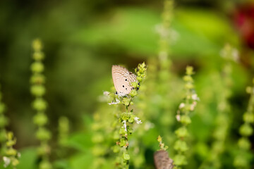 A cute small butterfly nourishing  a flower