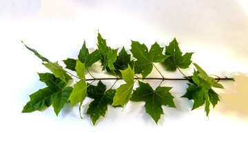 branch with green leaves on a white background