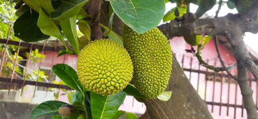 jackfruit on tree