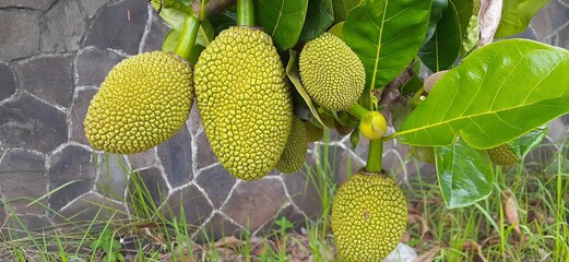 jackfruits in the garden