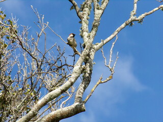 Bird in a tree