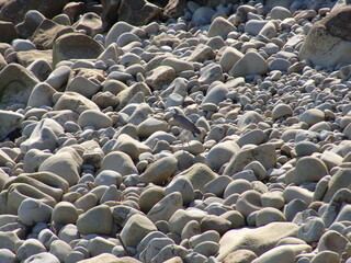Fototapeta na wymiar Rocks on a beach