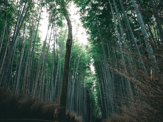 Bamboo forest arashiyama summer japan