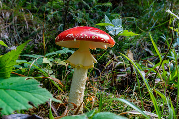 A large red toadstool (Amanita Muscaria) with white spots in the forest