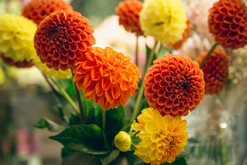 Orange and yellow dahlias flowers on a blurred background, soft focus.