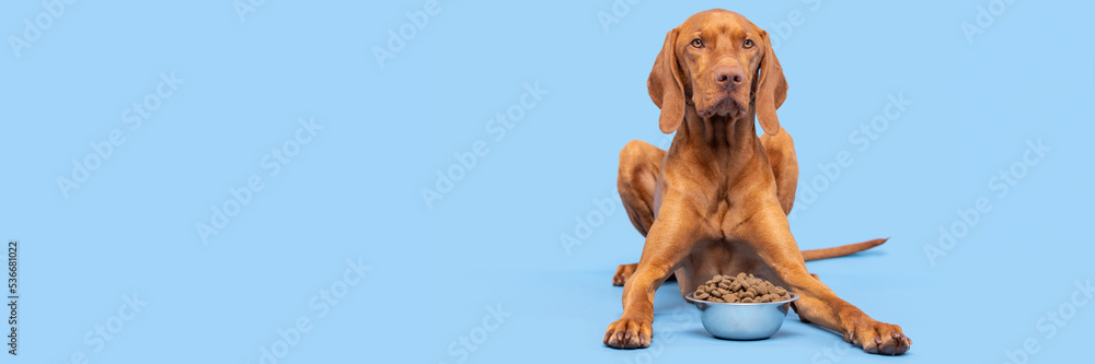 Wall mural dog food studio shot. vizsla dog with bowl full of kibble isolated over pastel blue background. dry 