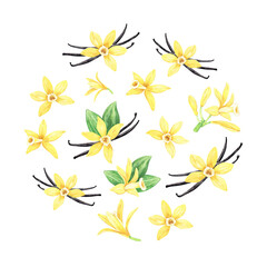 Fototapeta na wymiar Watercolor yellow vanilla flowers and dried sticks. Round design with hand drawn iIllustration of blooming orchids. Tropical flora ingredient for recipe, label, packaging design.