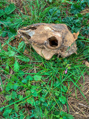 View of a sheep skull in the wild