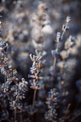 Dried lavender flowers, macro shot, blurred background.