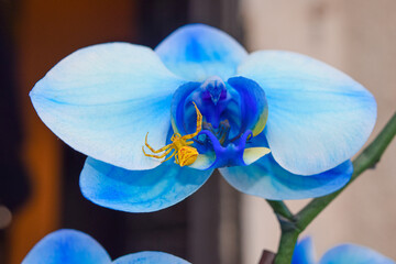Araña cangrejo amarilla sobre orquídea azul