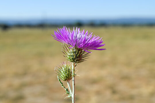 Flor  morada de un cardo