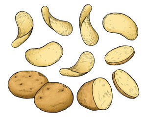 A collection of hand drawn colored potato sketches. Raw Whole Potatoes, Potato Slices and Potato Chips