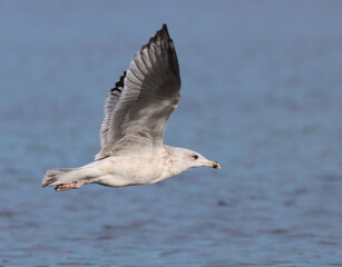 Herring gull
