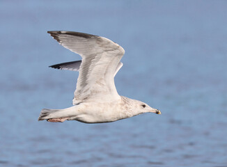 Herring gull