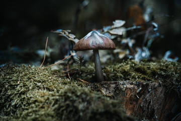 Herbst im Wald mit Pilzen, Moos, bunte Blätter und Bäume in Bayern
