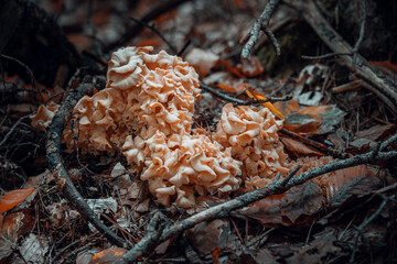 Herbst im Wald mit Pilzen, Moos, bunte Blätter und Bäume in Bayern