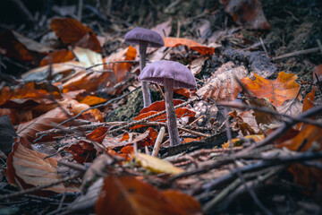 Herbst im Wald mit Pilzen, Moos, bunte Blätter und Bäume in Bayern