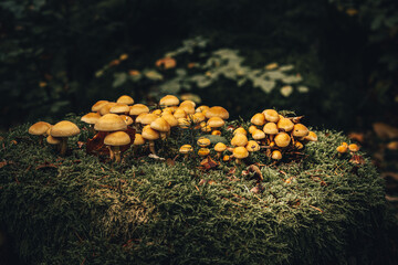 Herbst im Wald mit Pilzen, Moos, bunte Blätter und Bäume in Bayern