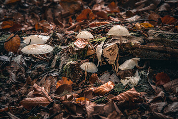 Selective focus shot of mushrooms growing on the cut tree trunk covered with moss in the forest