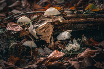 Herbst im Wald mit Pilzen, Moos, bunte Blätter und Bäume in Bayern