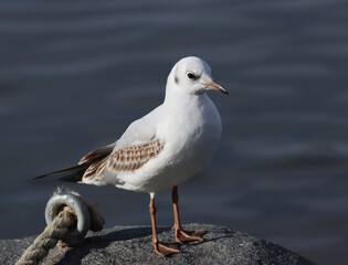 Young Black-headed gull